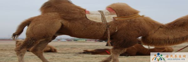 澳大利亚5天内将射杀1万只骆驼！原因居然是这个！