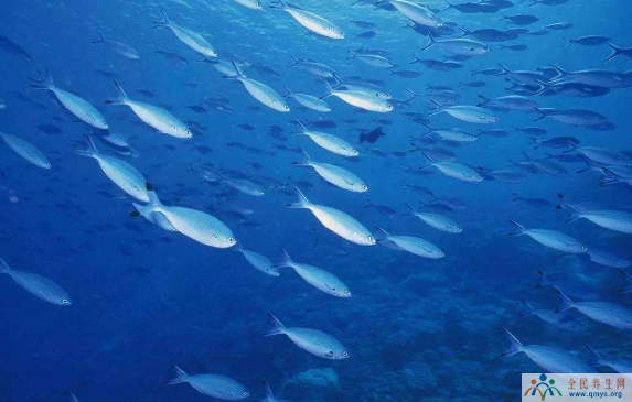 鱼胶原蛋白活性肽对免疫力的调节作用