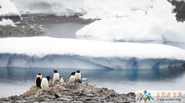 18.3℃！南极洲气温创近60年来新高！