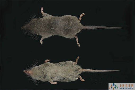 安徽黄山发现两个哺乳类新物种——安徽麝鼩