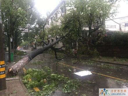 台风黑格比影响台州玉环：狂风大作、暴雨如注、受灾严重