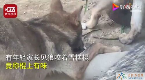北京动物园游客扎堆喂狼吃草 甚至还有挂面