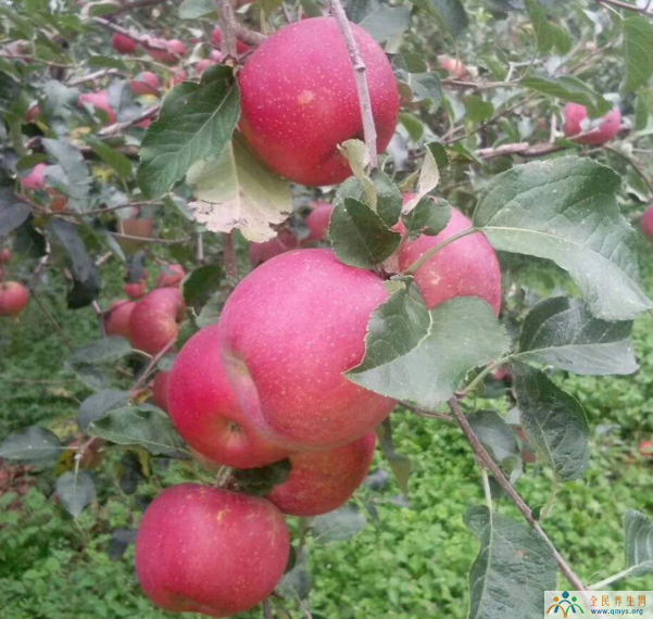 大凉山盐源苹果（一箱10斤起批发包邮）大凉山苹果产地多少钱一斤？