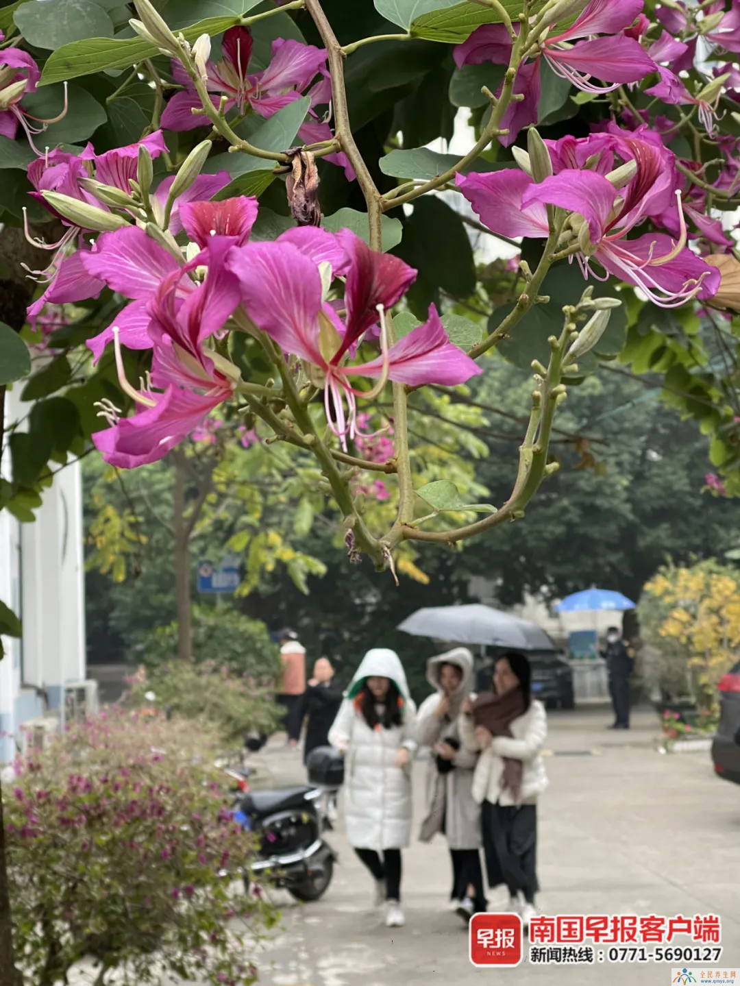 冷空气后天抵达广西 部分地区将有暴雨 广西春节天气预报