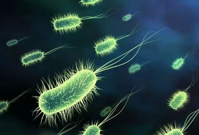 什么是益生菌？益生菌的作用与功效